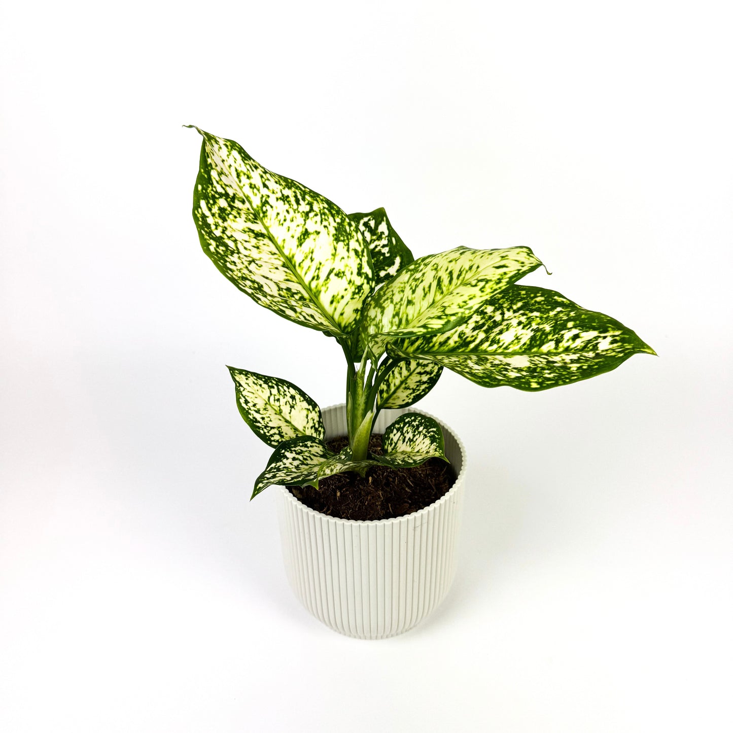Aglaonema Ivory Jade 12cm Houseplant