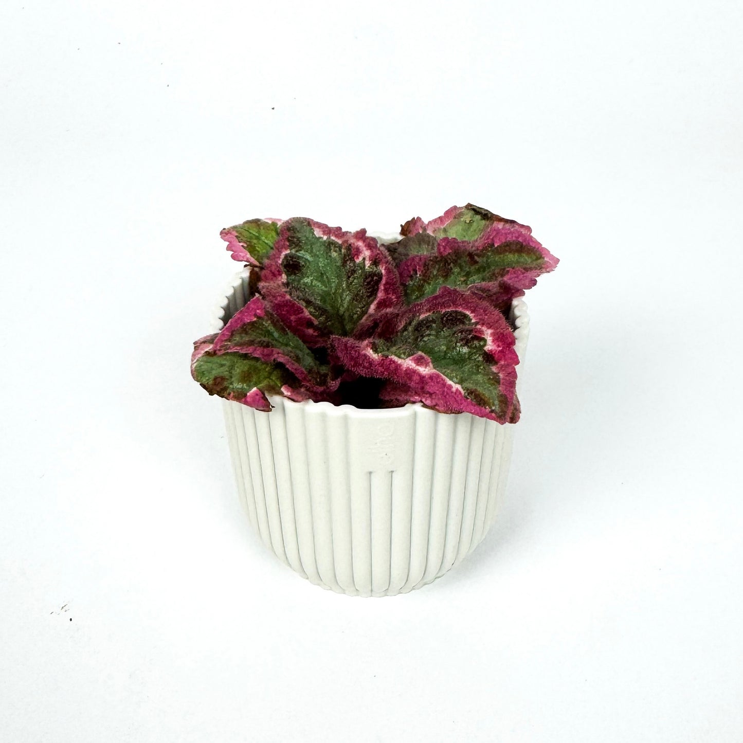MINI Episcia Pink Brocade Houseplant