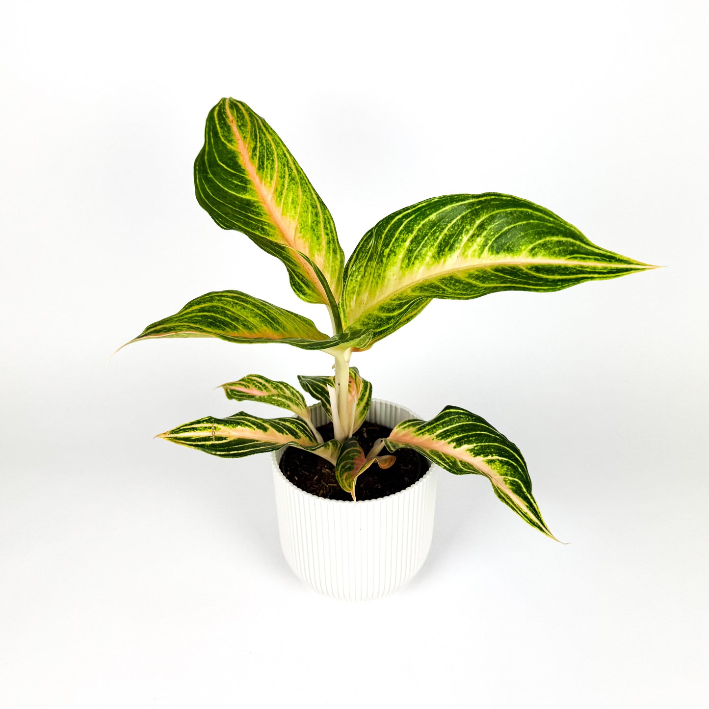 Aglaonema Eyecatcher 12cm Houseplant