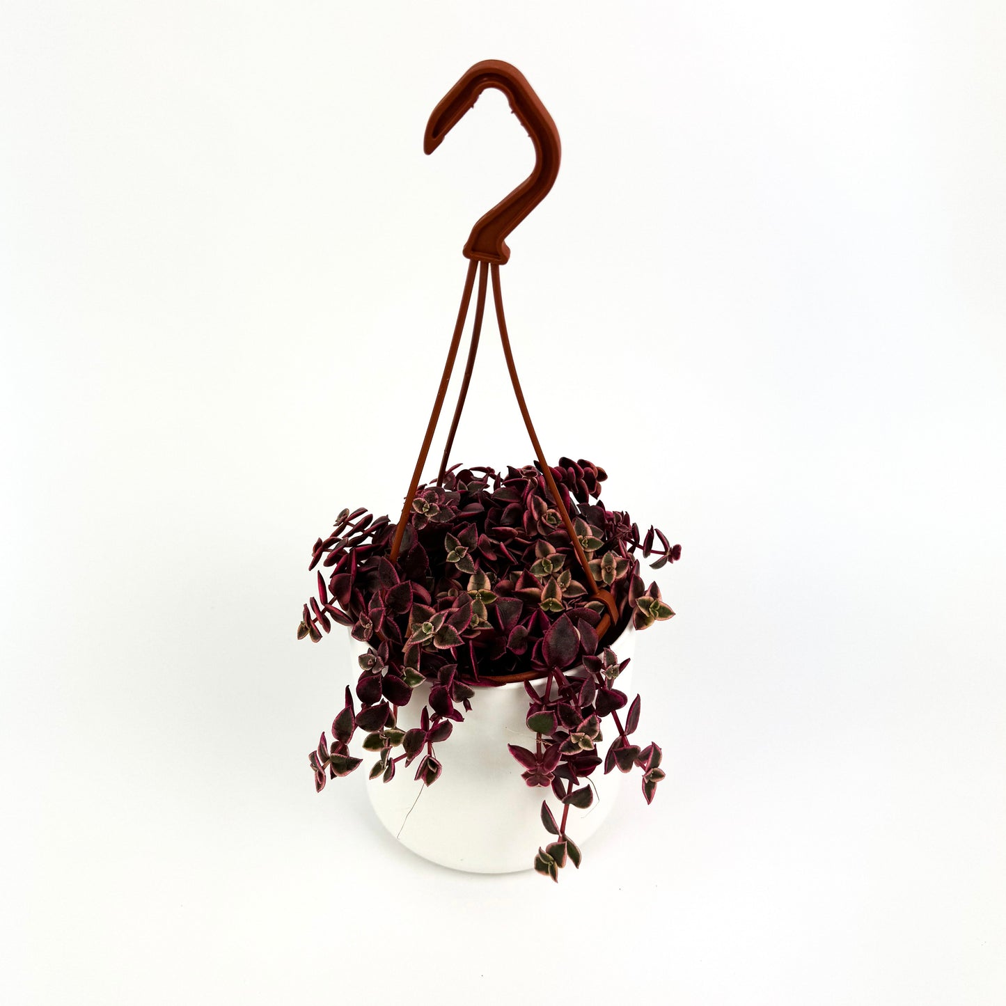 Crassula Marginalis Houseplant