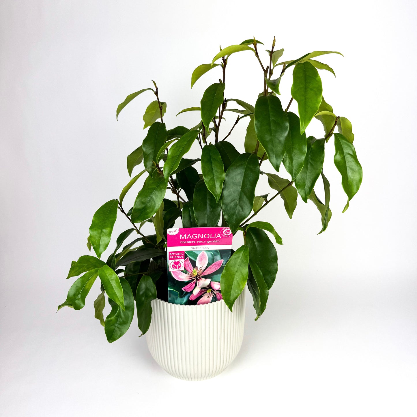 Magnolia Figo Stellar Ruby Outdoor Large Plant