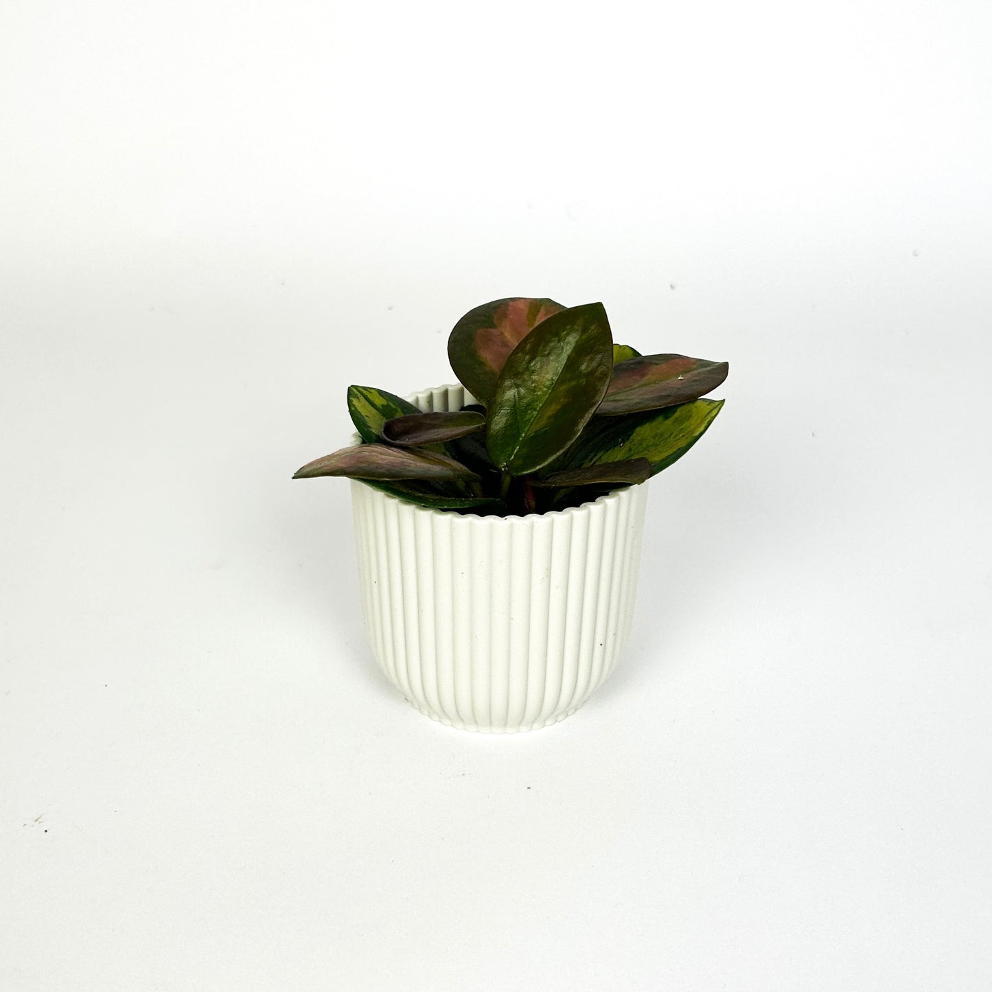 Mini Hoya Tricolour Houseplant