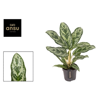 Aglaonema Laurel Green 12cm Houseplant