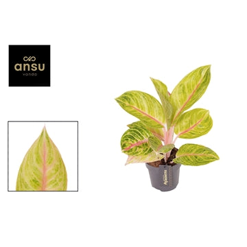 Aglaonema Rose Parakeet 12cm Houseplant