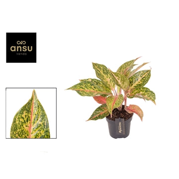 Aglaonema Samba Red 12cm Houseplant