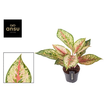 Aglaonema Painted Celebration 12cm Houseplant