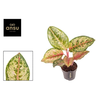 Aglaonema Carnival Queen 12cm Houseplant
