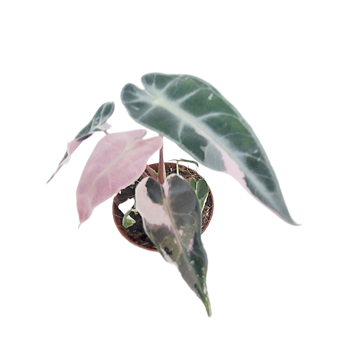 Pre-Order Alocasia bambino pink variegata 7cm pot