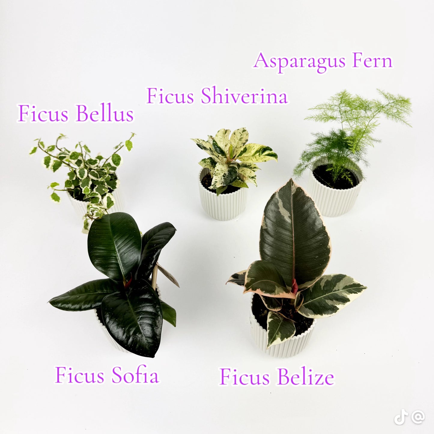 3 Mini Plants Live Deal