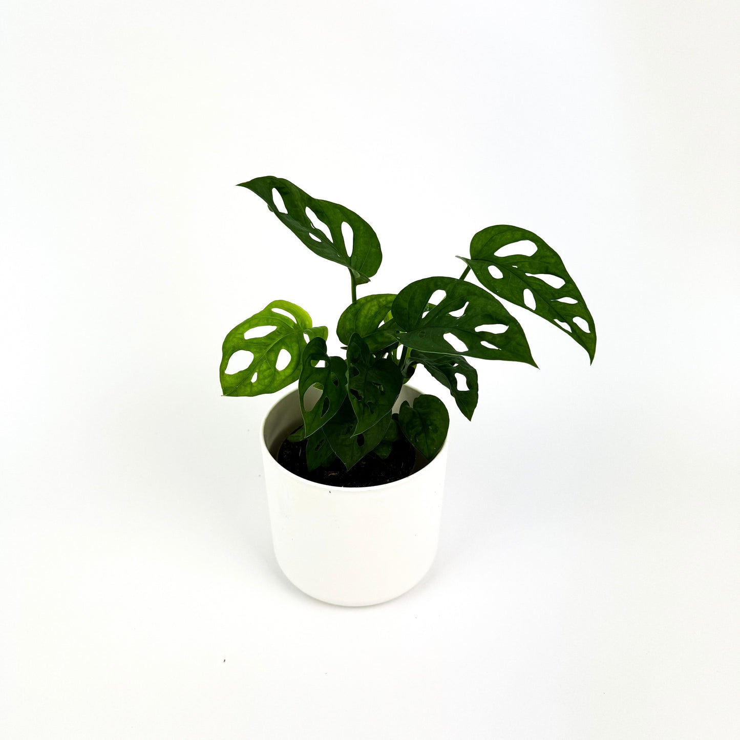 Monkey Mask Indoor Houseplant