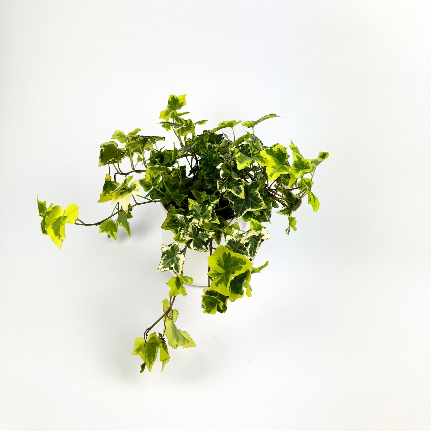 Hedera Golden Kolibri Houseplant