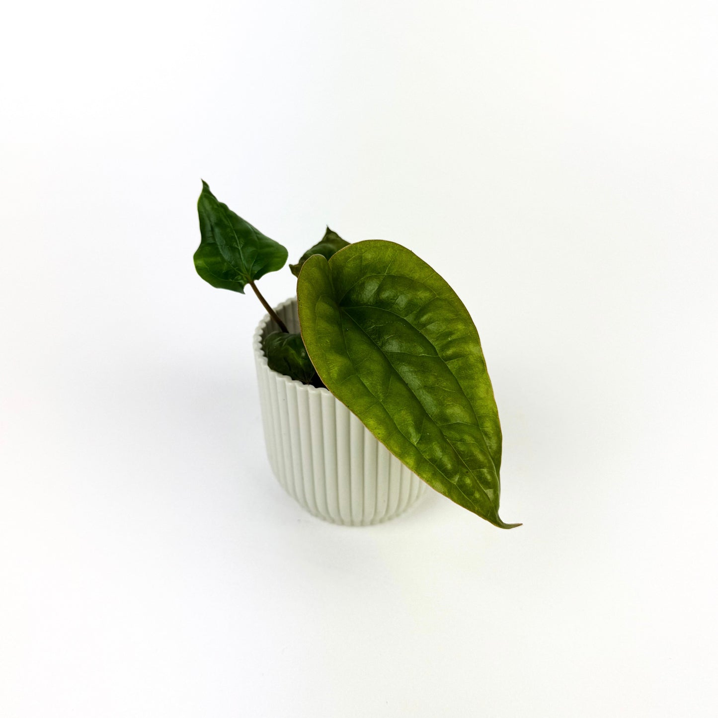 Anthurium Luxurians X Radicans 6cm Houseplant