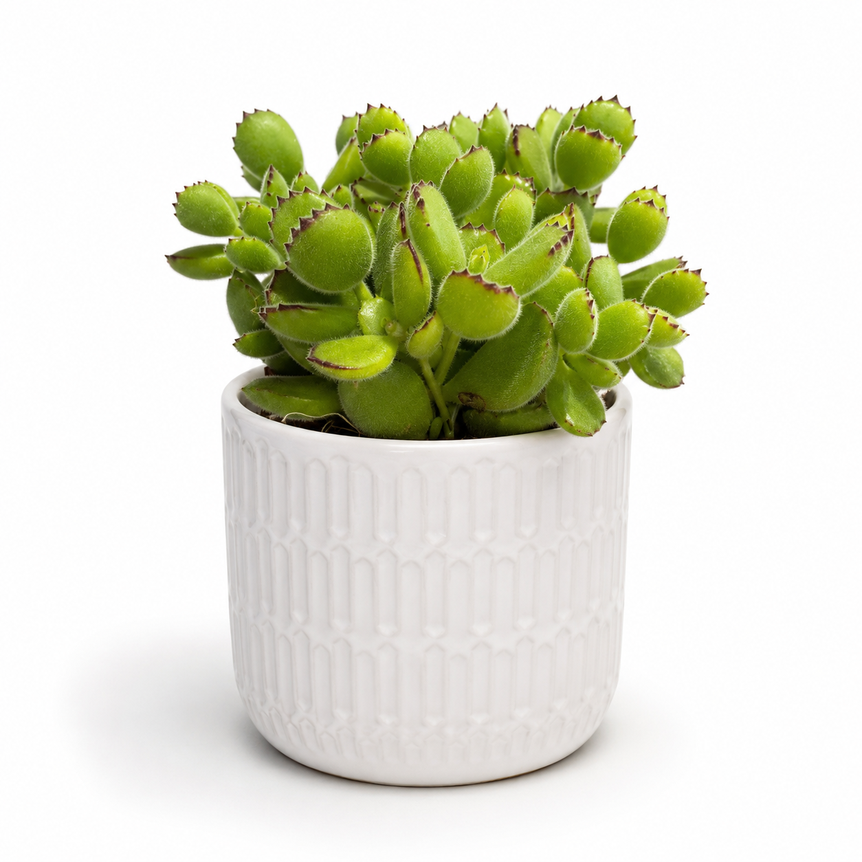 Cotyledon Ladysmithiensis 10.5cm Succulent