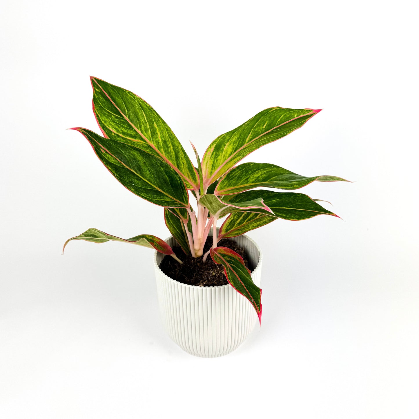 Aglaonema Jungle Light 12cm Houseplant