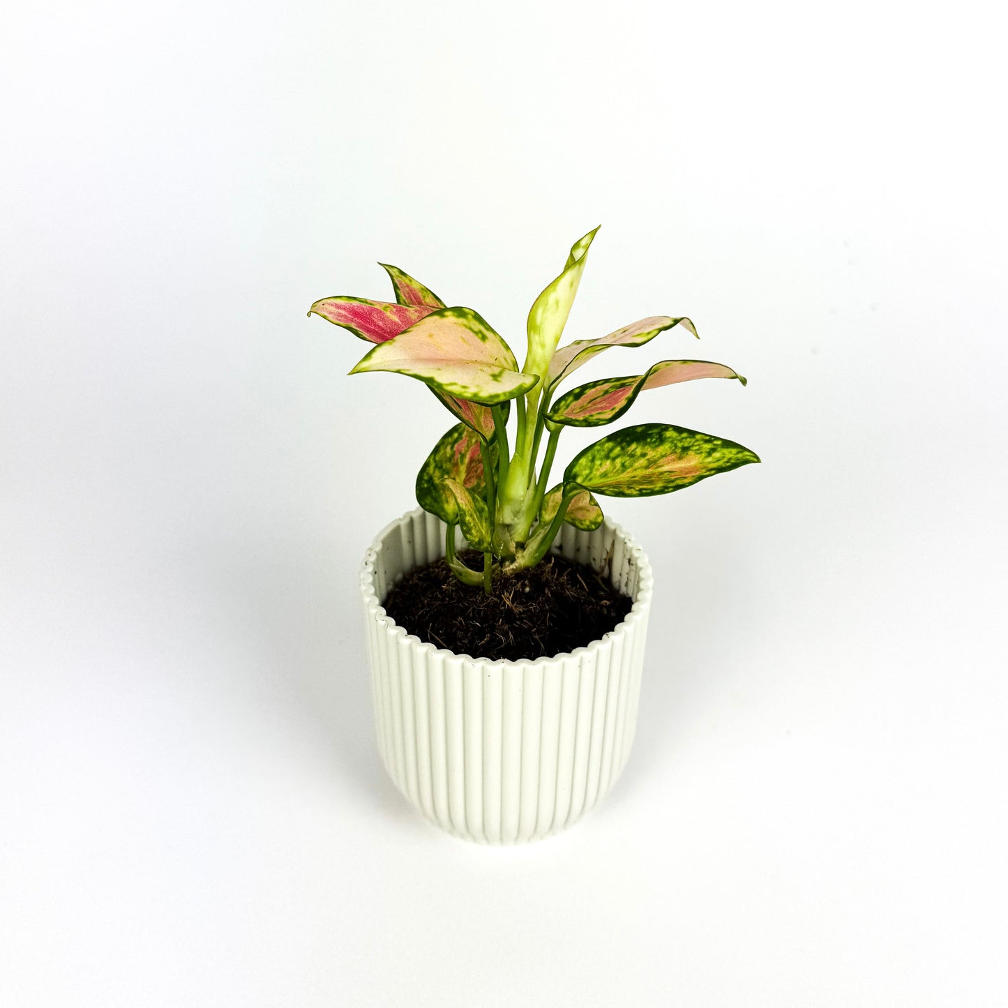 Aglaonema Pinky Promise Houseplant