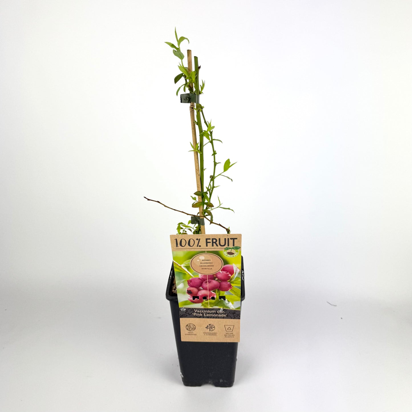 Vaccinium Corymbosum Pink Lemonade 15cm Outdoor plant
