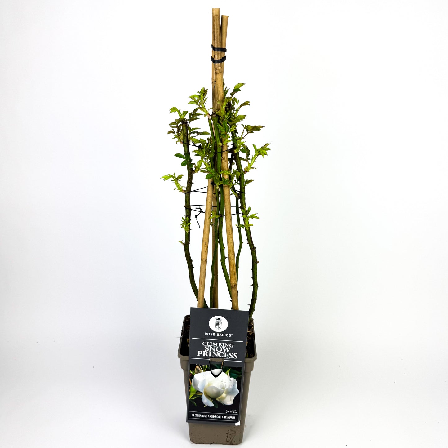 Large Rose climbing Outdoor Plant