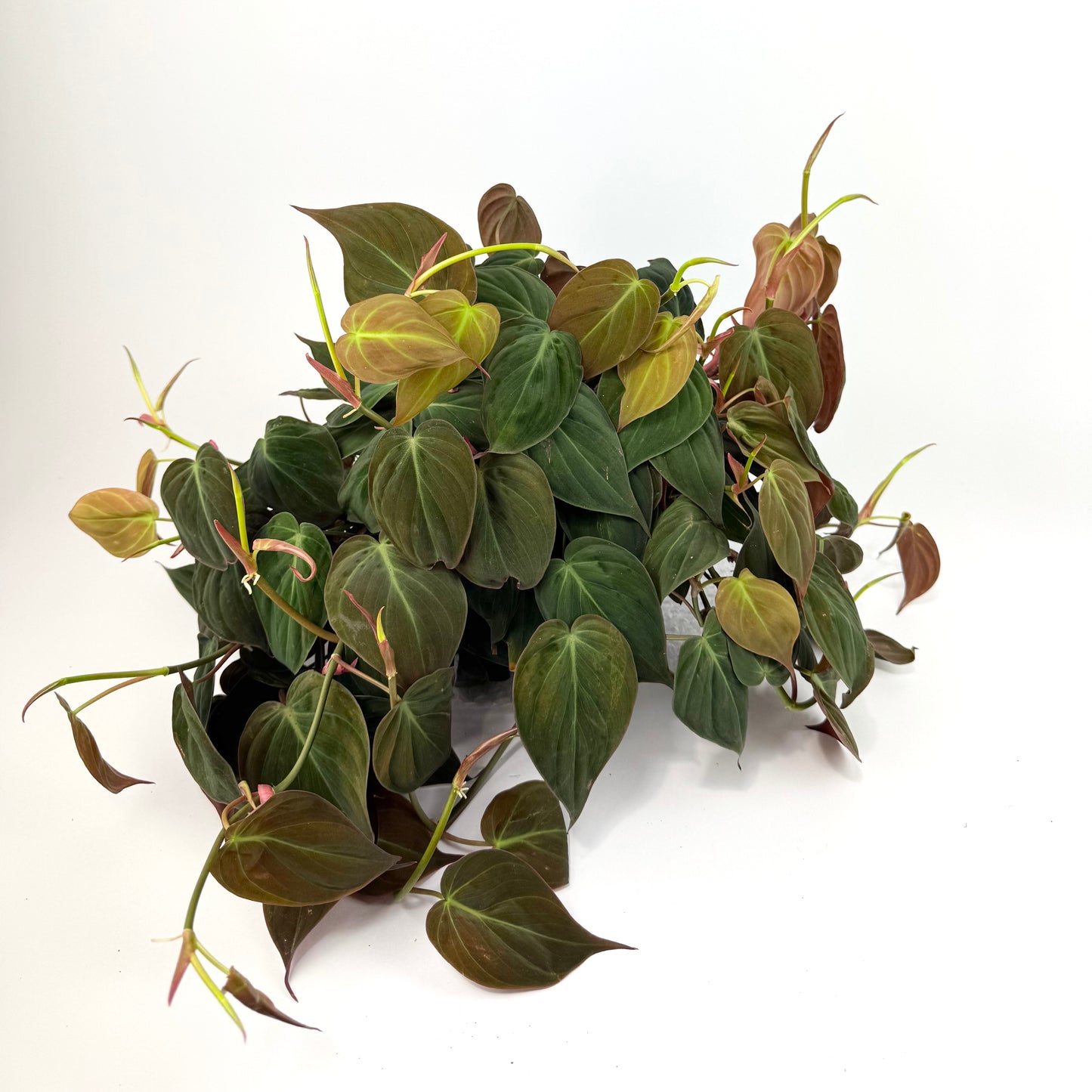 Philodendron Micans 23cm Houseplant