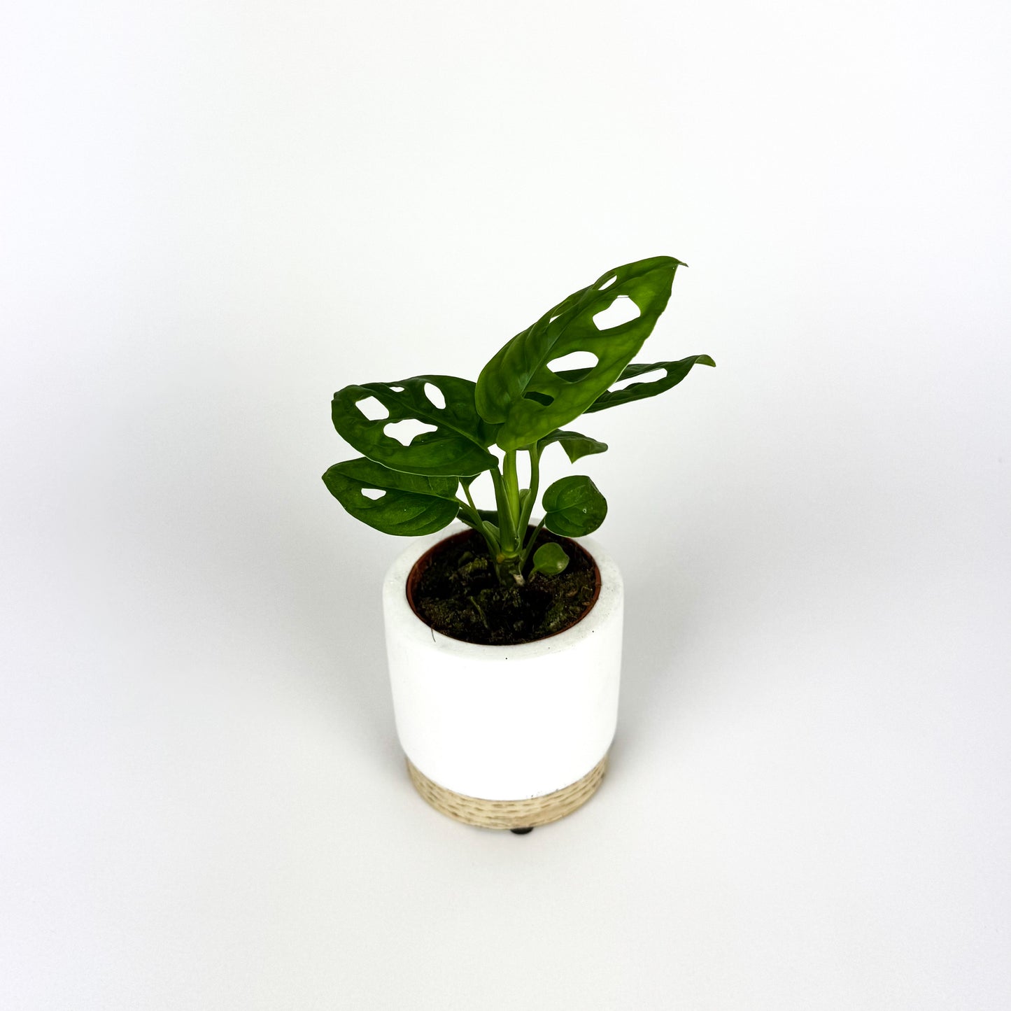 MINI Monstera monkey mask Houseplant