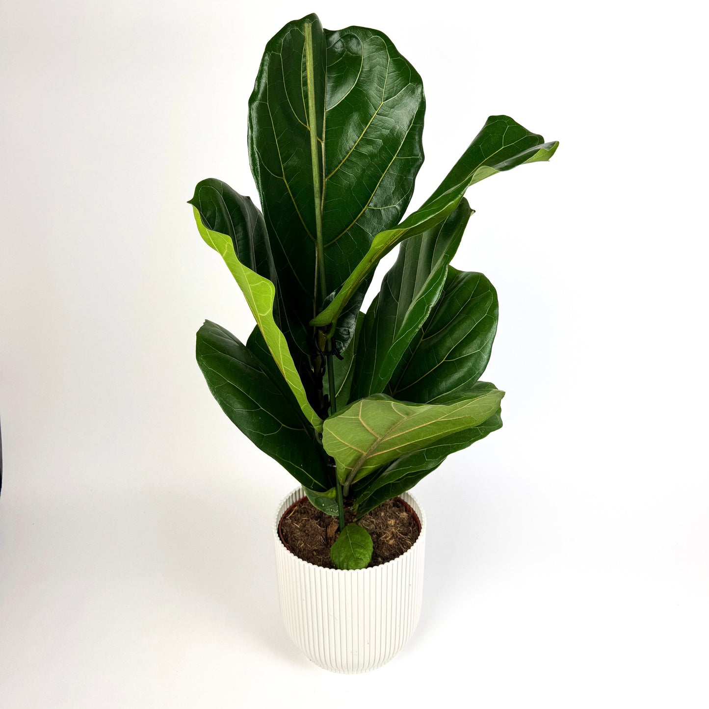 Large Ficus Lyrata Houseplant