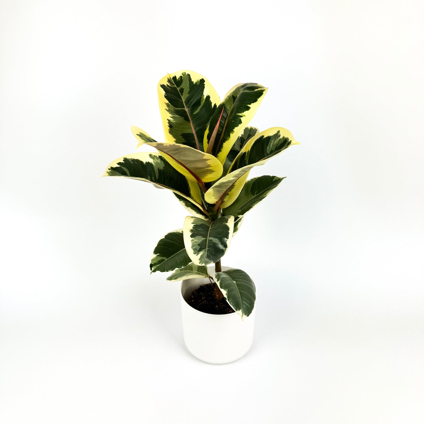Rubber Tineke Indoor Houseplant