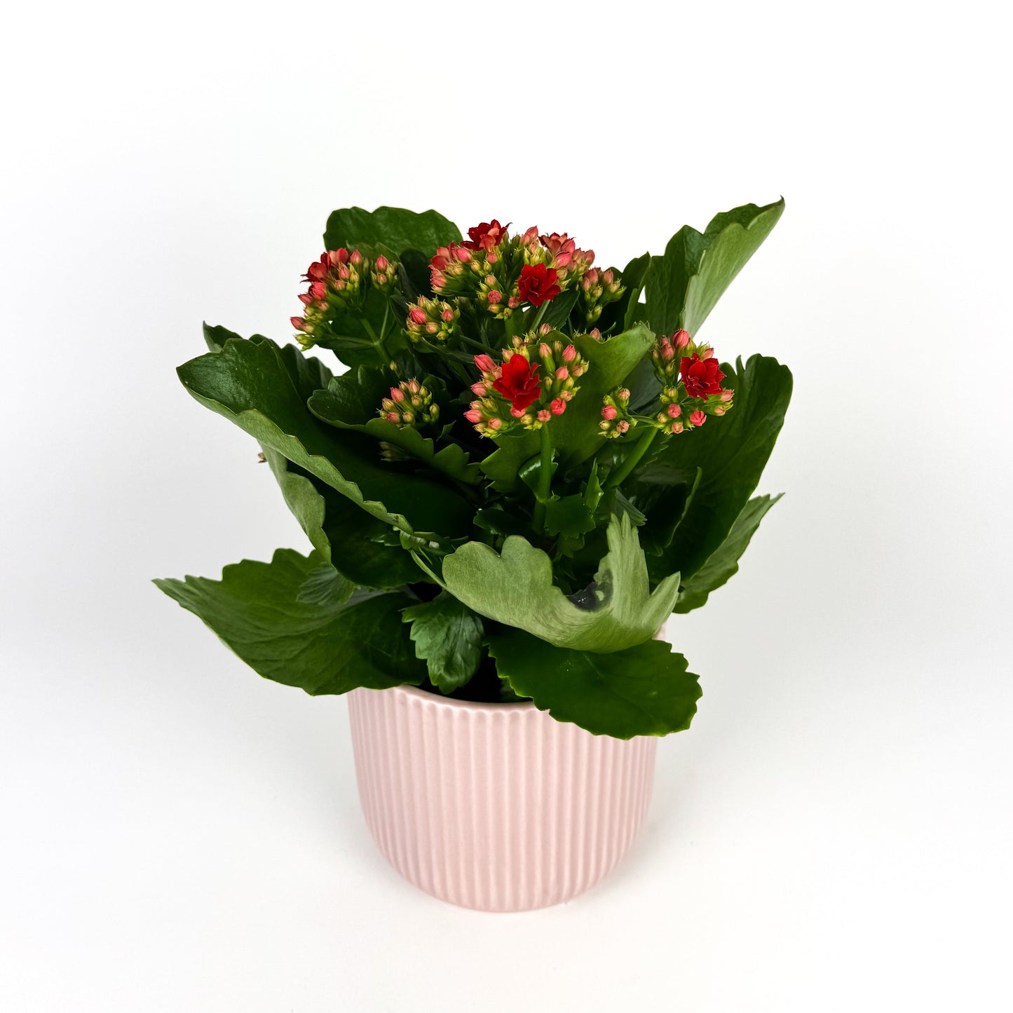 Kalanchoe in Ceramic Pot Houseplant
