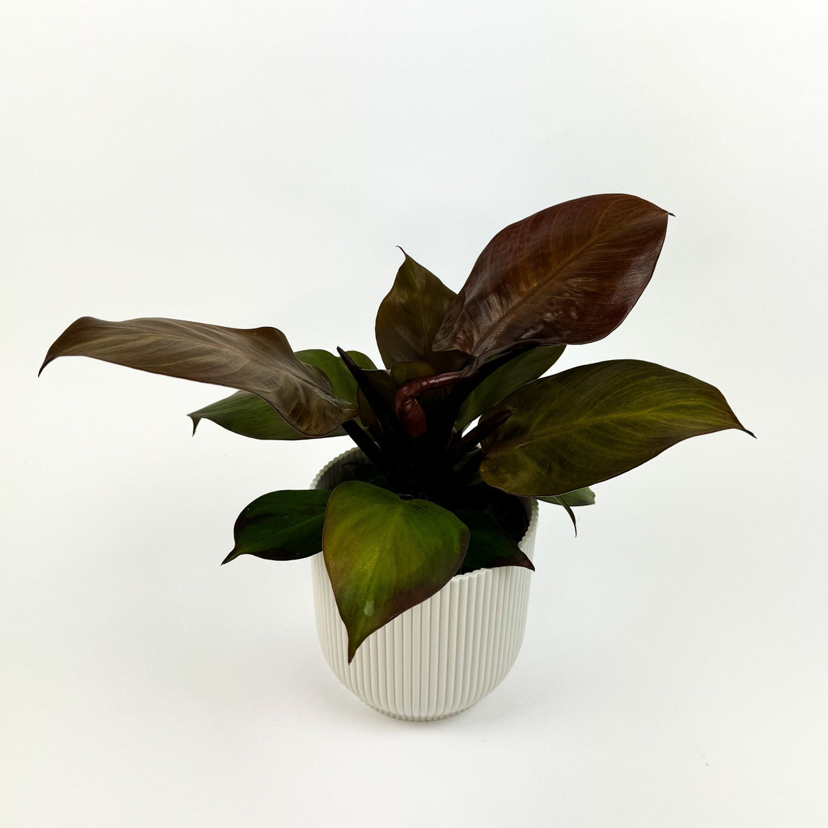 Philodendron Mc Colley's Final Houseplant