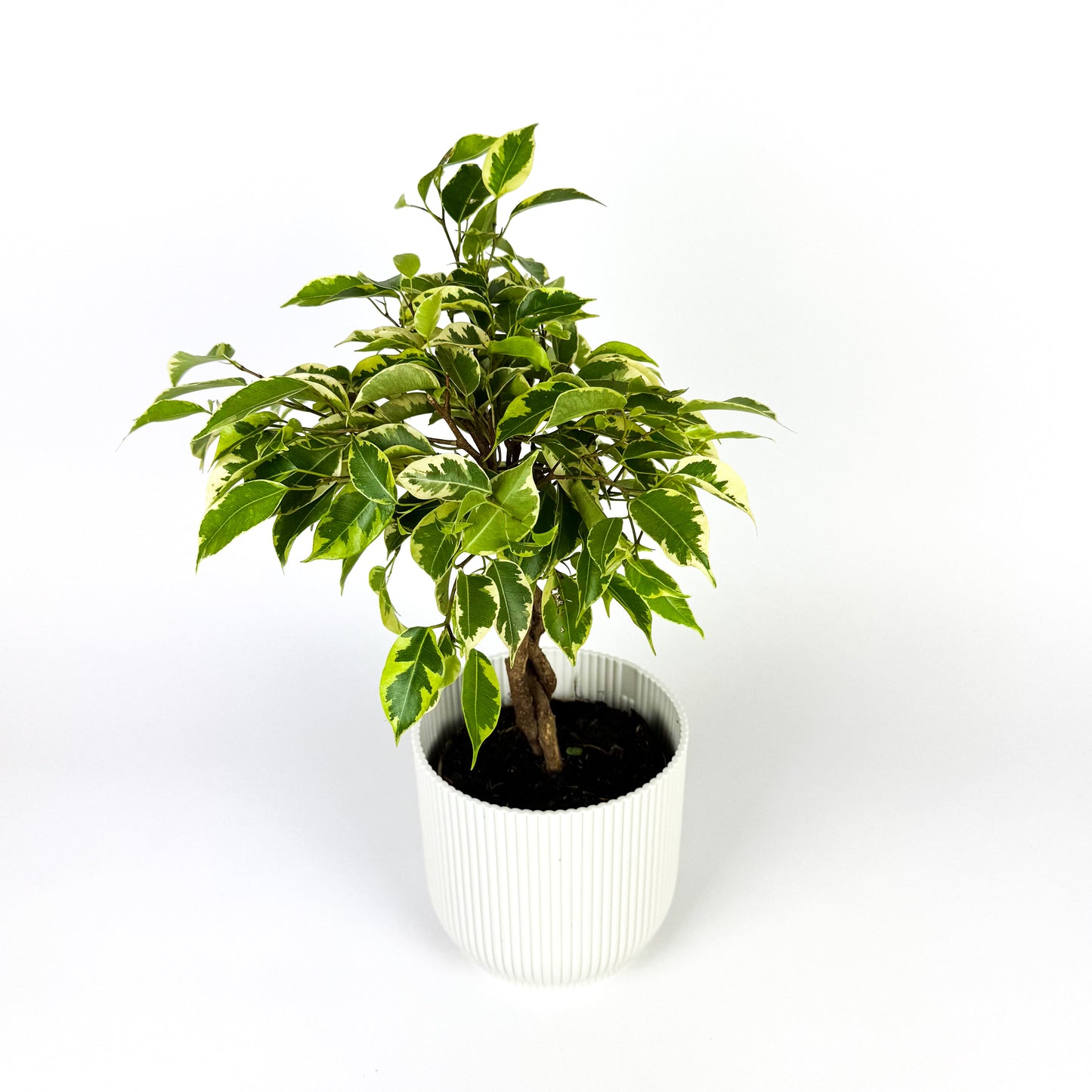 Ficus Bushy King Braided Stem Houseplant