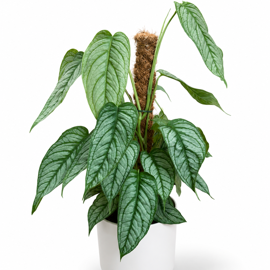 Monstera Siltepecana Moss Pole 17cm Pot Size Houseplant