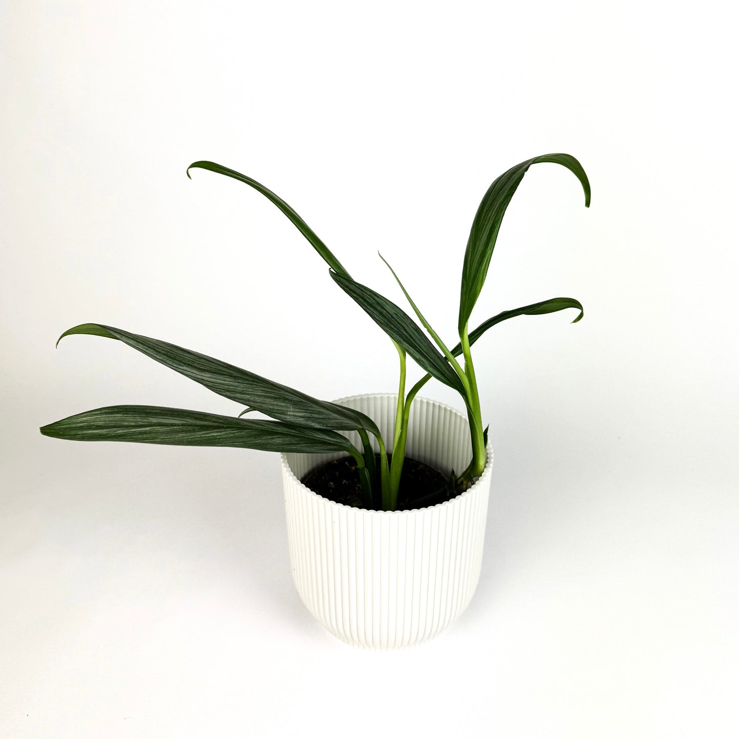 Epipremnum aplissimum silver Houseplant