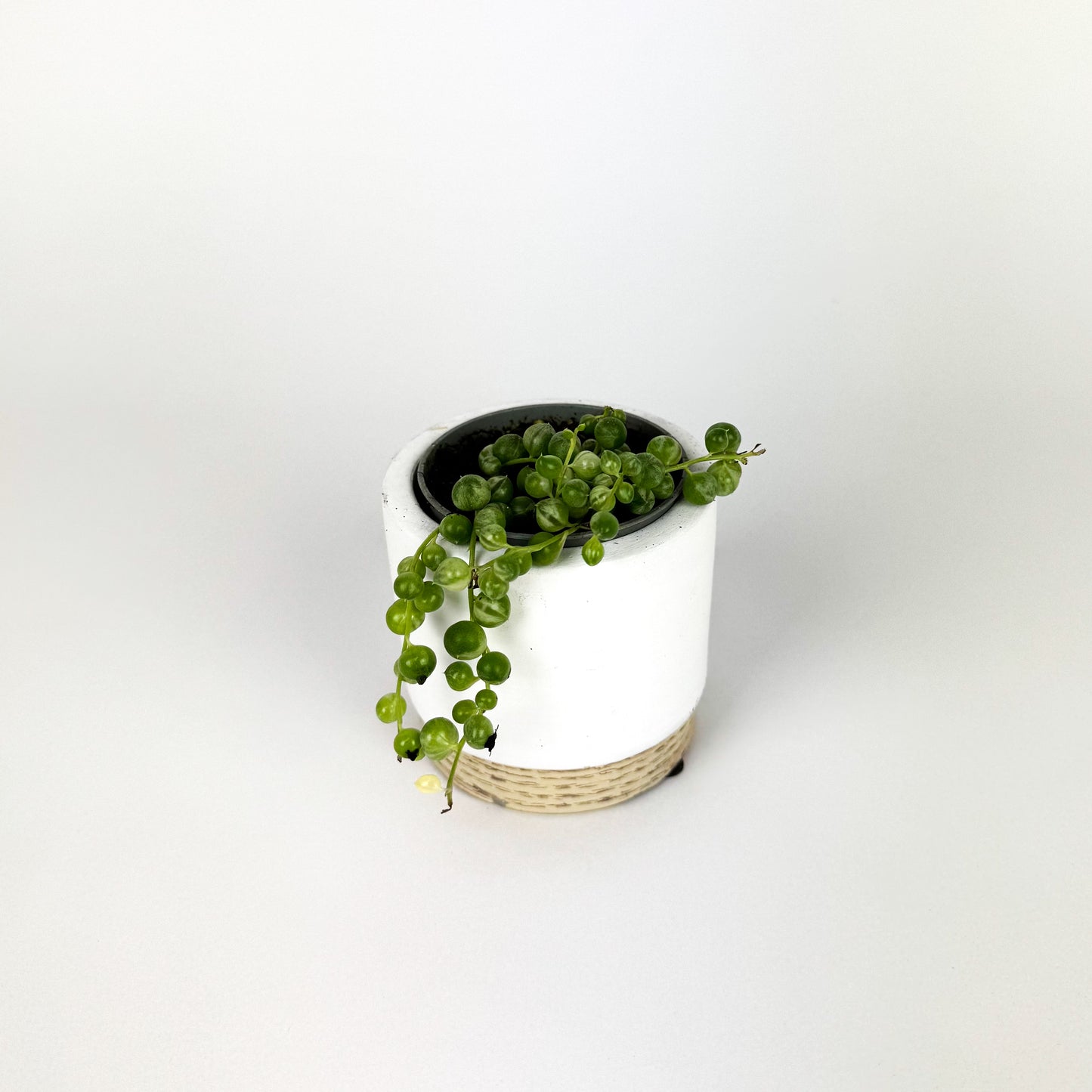 Mini String of pearls variegated Houseplant