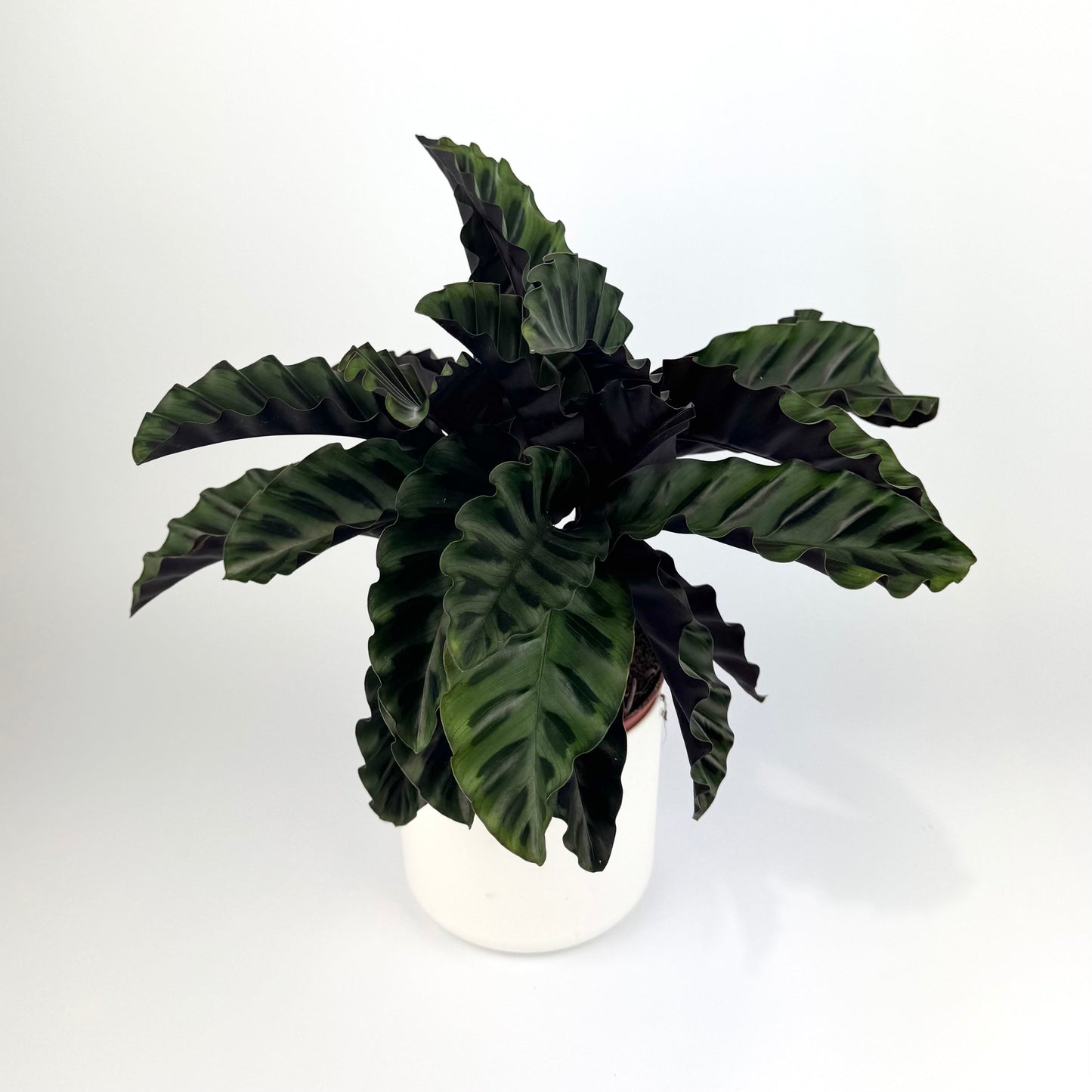 Calathea Velvet Glory 14cm Houseplant