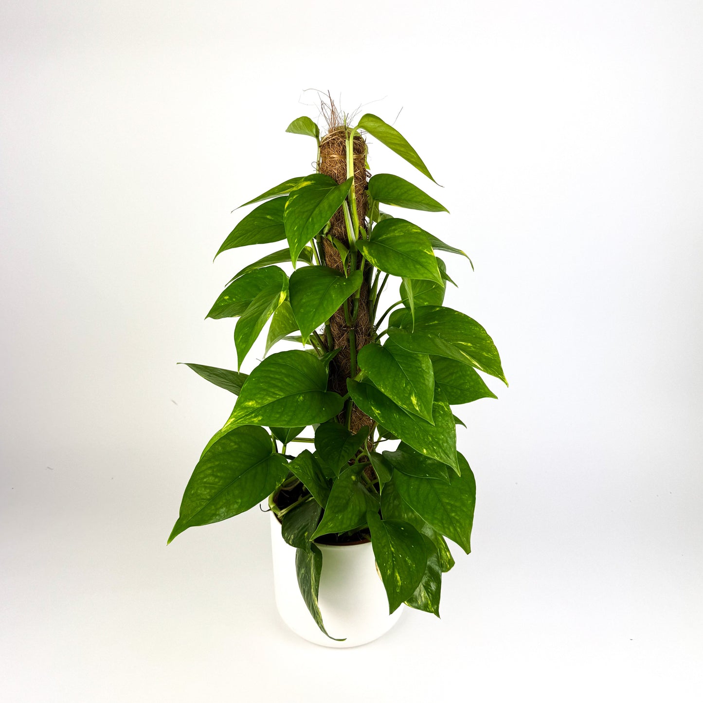 Golden Pothos 50cm Moss Pole Houseplant