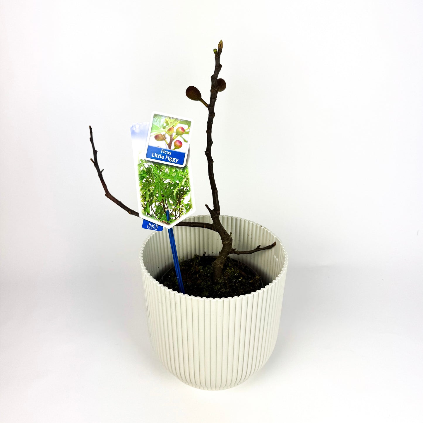 Ficus carica 'Little Miss Figgy' Outdoor Plant