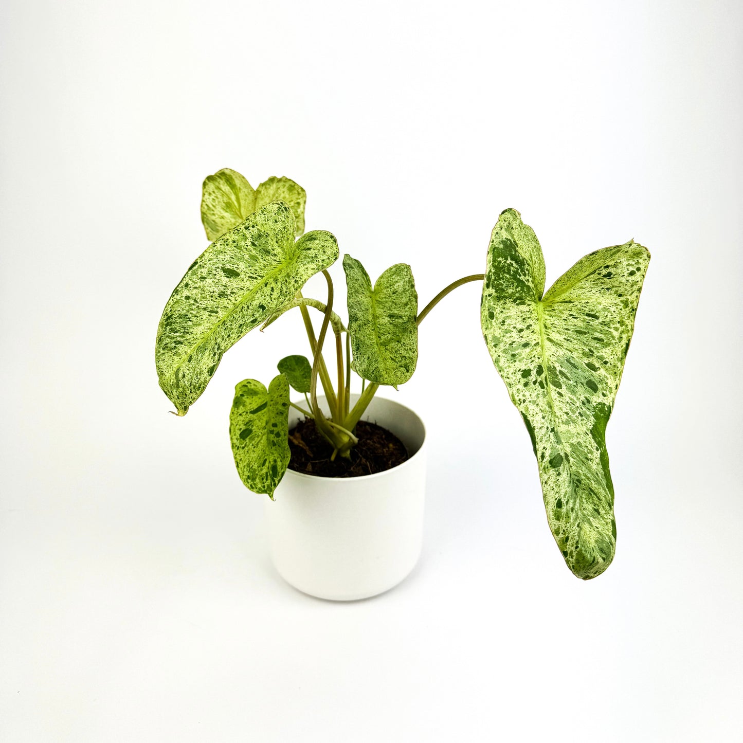 Philodendron Paraiso Verde Housplant