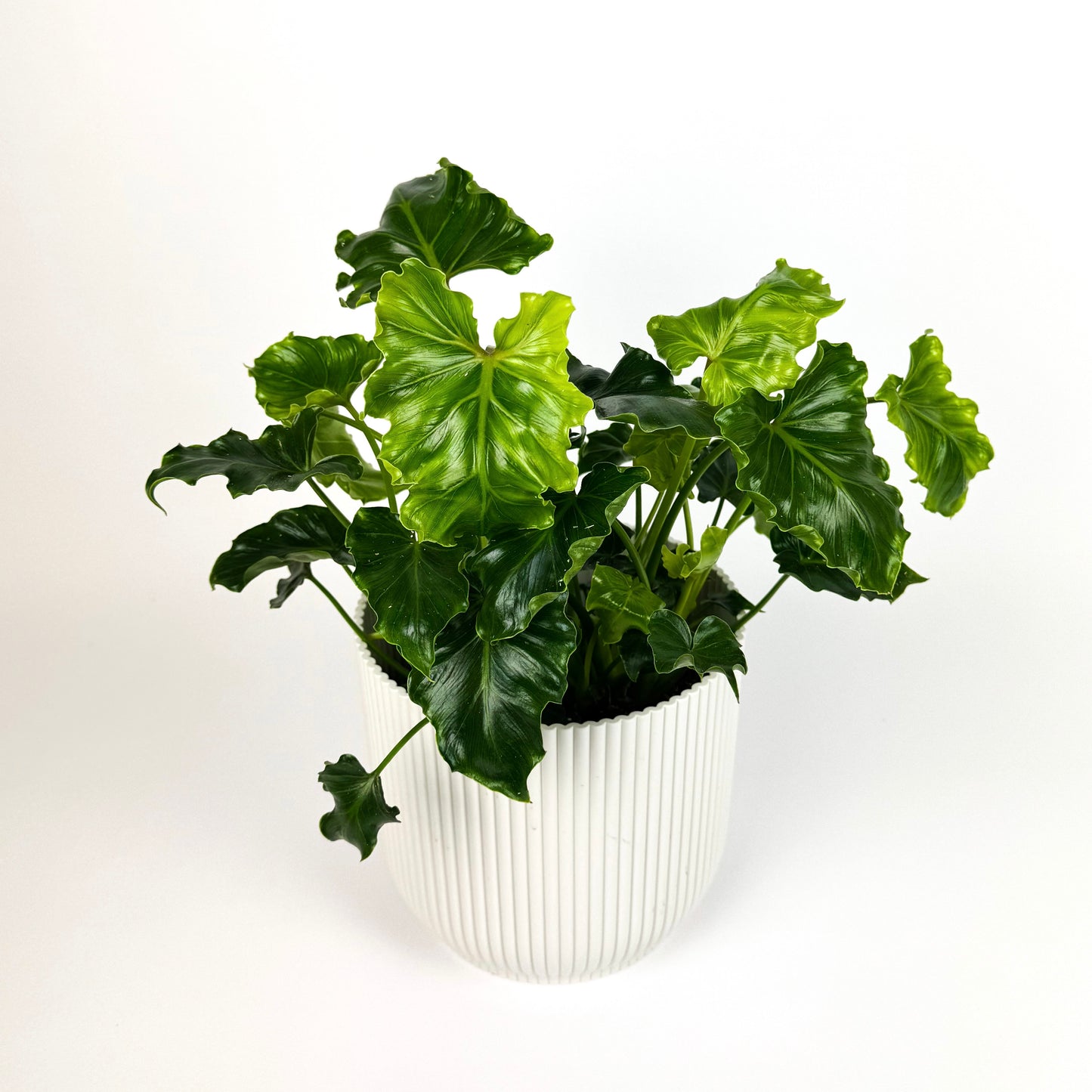 Philodendron Atlantis Houseplant