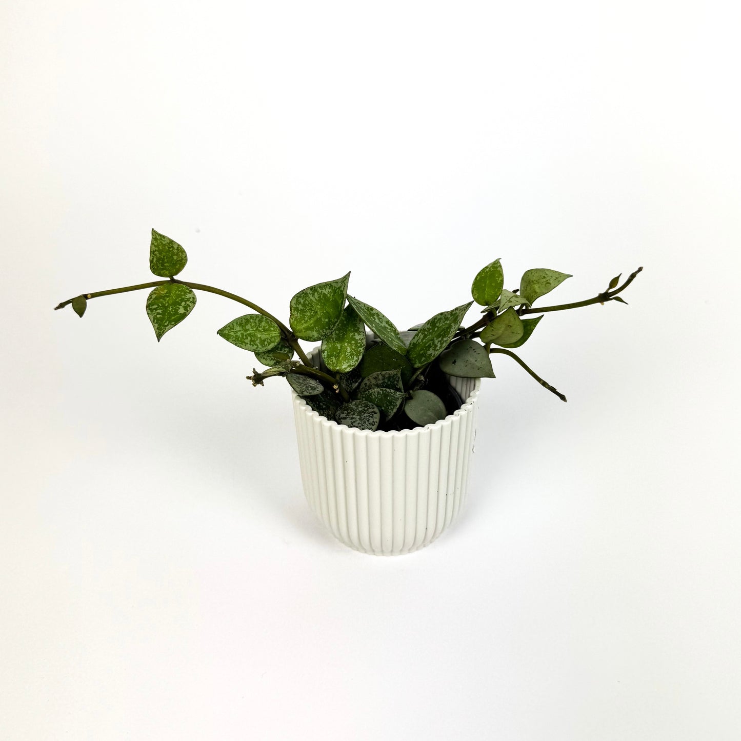 Mini Hoya Krohiana Eskimo Houseplant