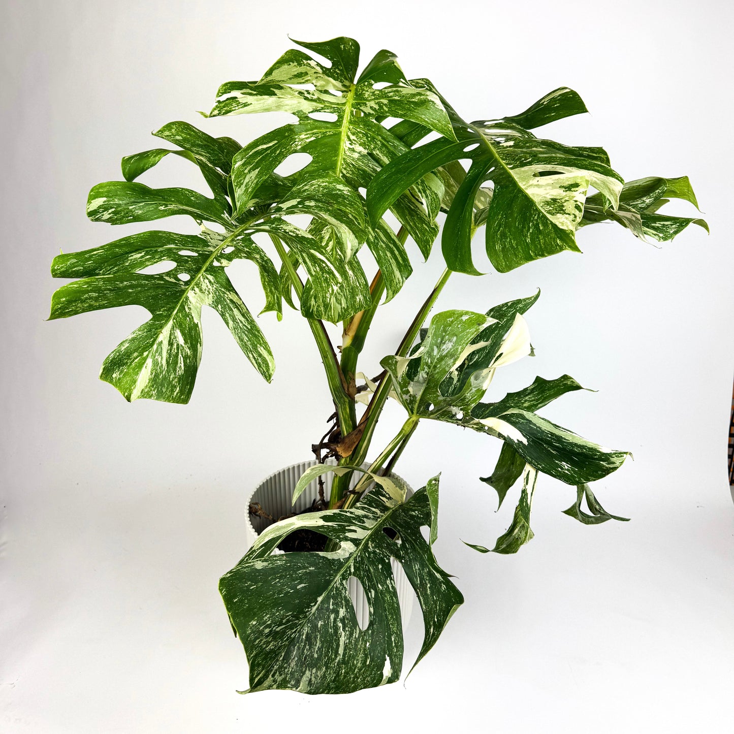 Large Monstera Albo Houseplant