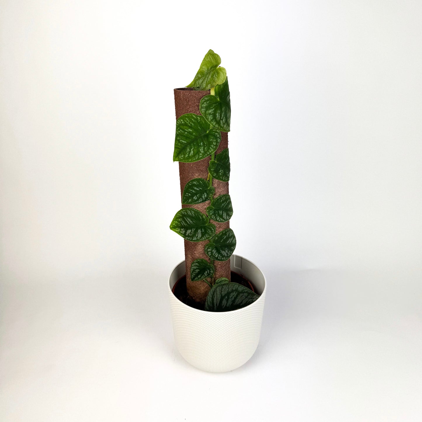 Monstera Dubia Houseplant