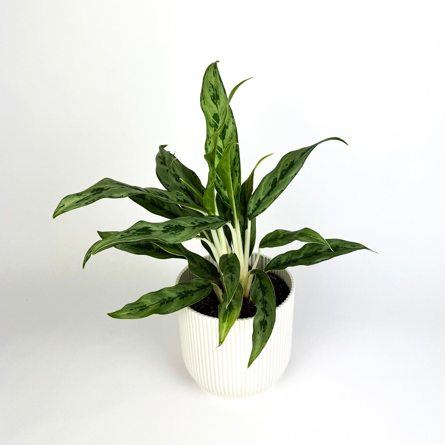 Aglaonema Greyhound 12cm Houseplant