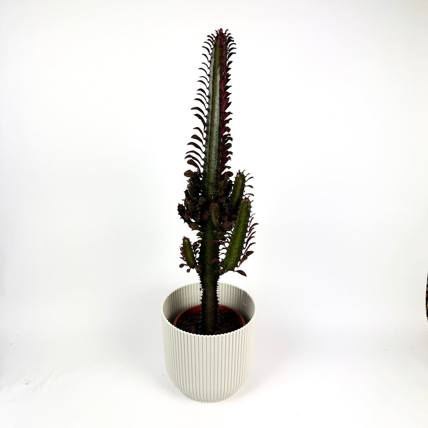 Large Rubra Trigonia Houseplant