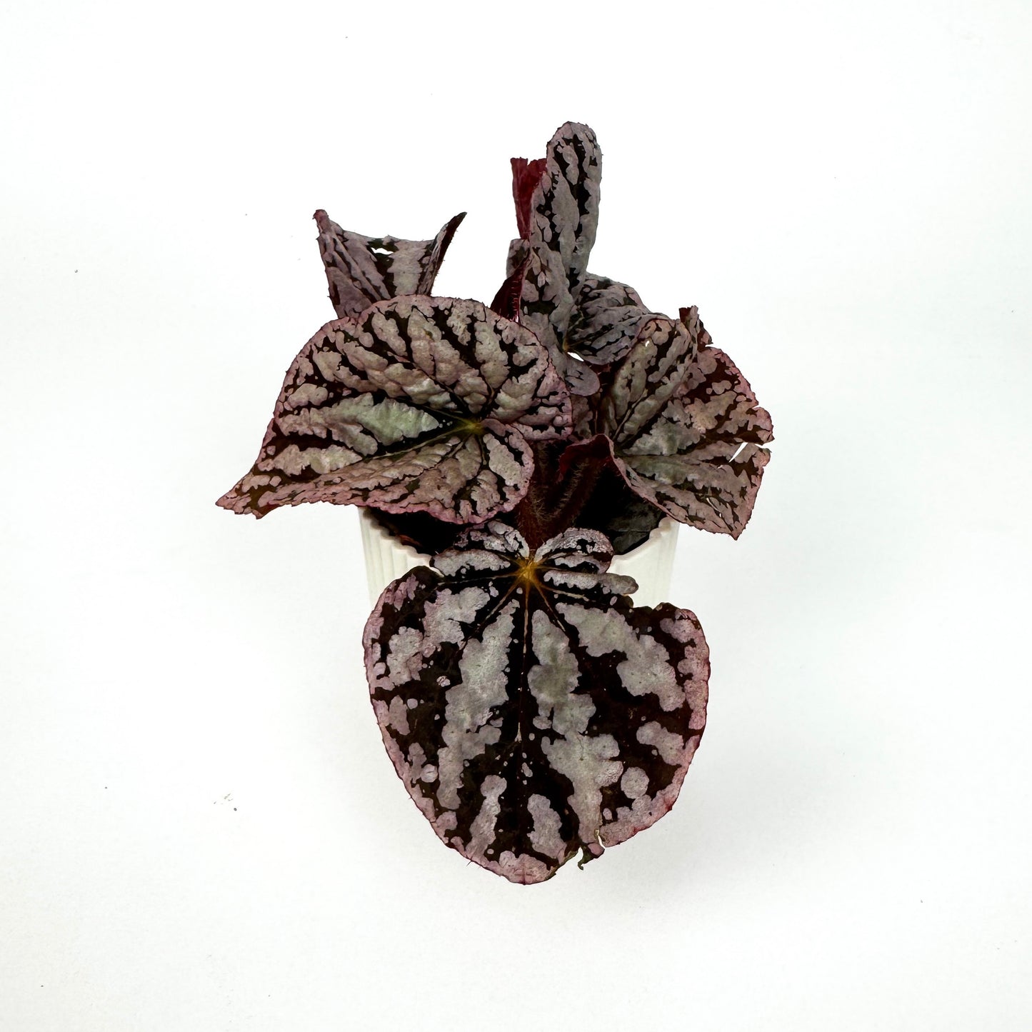 Mini Begonia Rex Houseplant