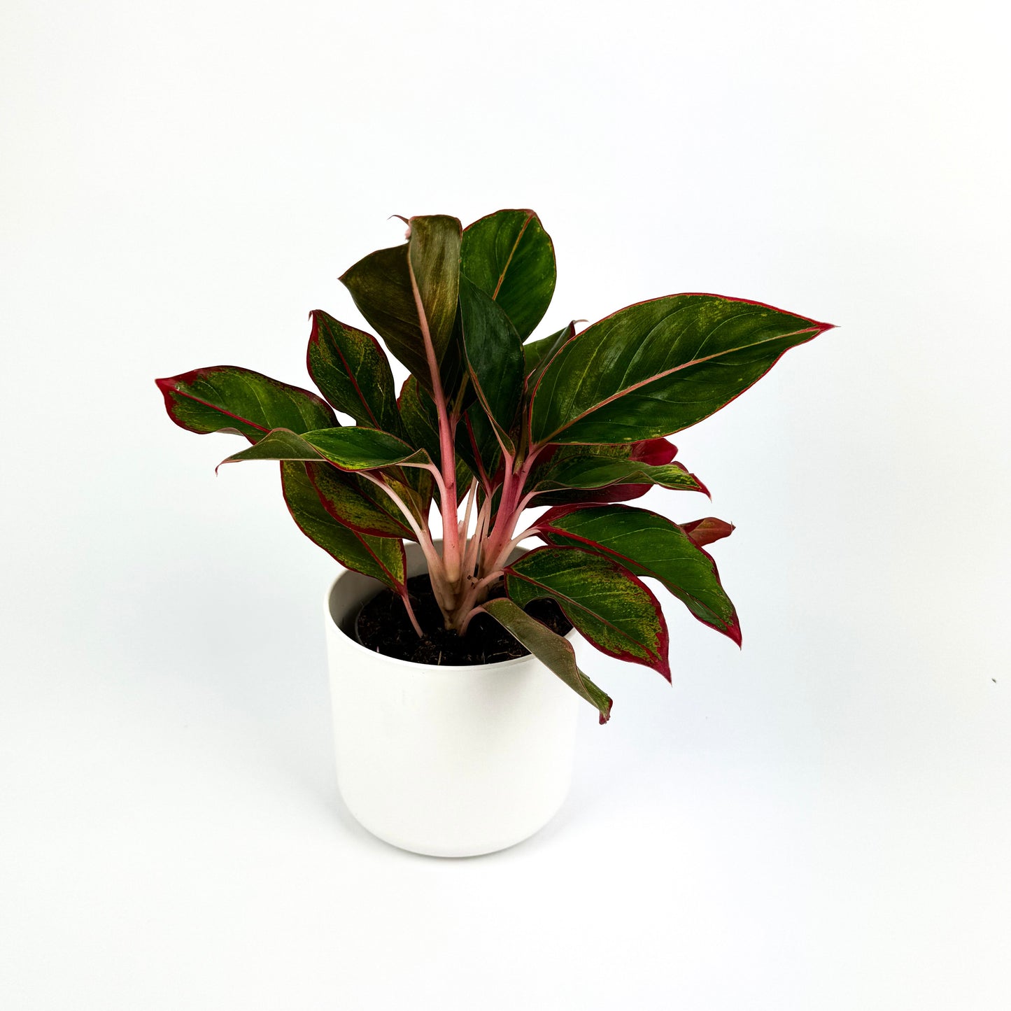 Aglaonema Pink Star 12cm Houseplant