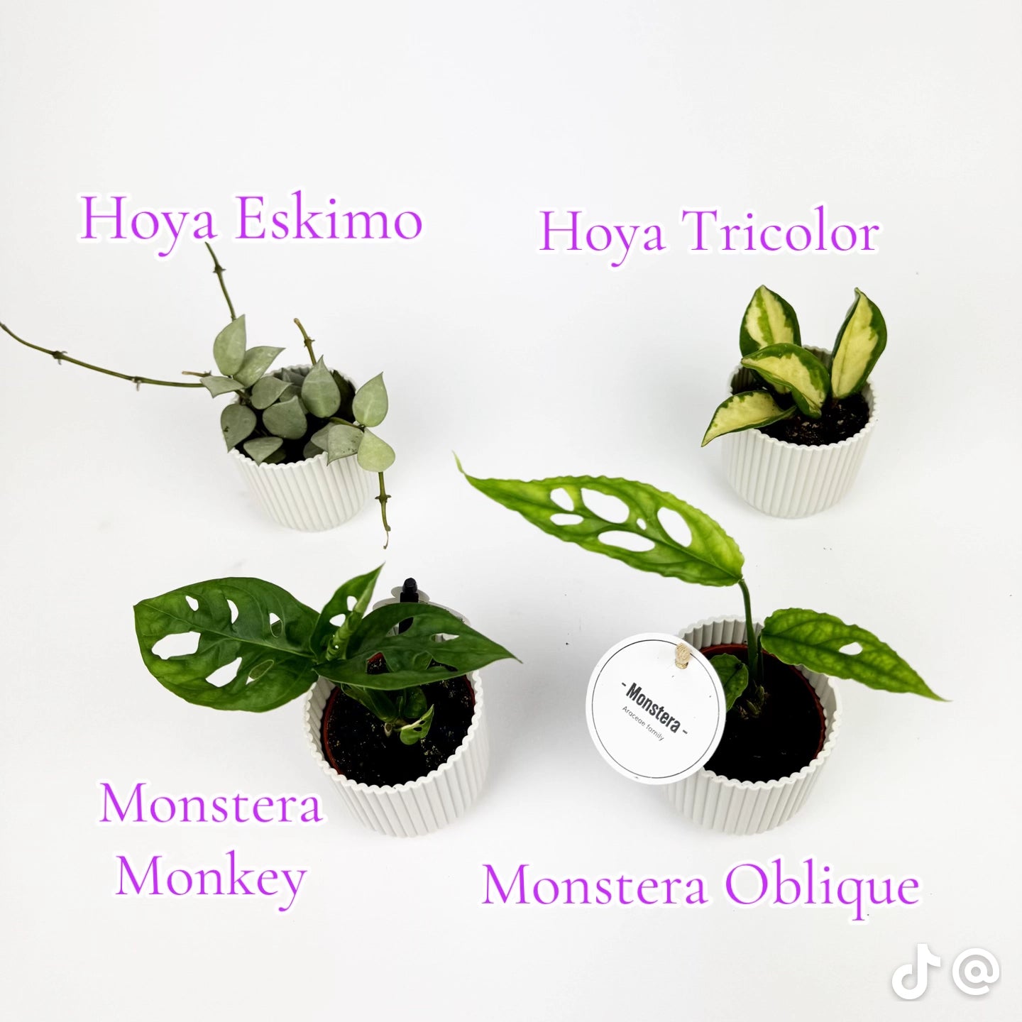 3 Mini Plants Live Deal