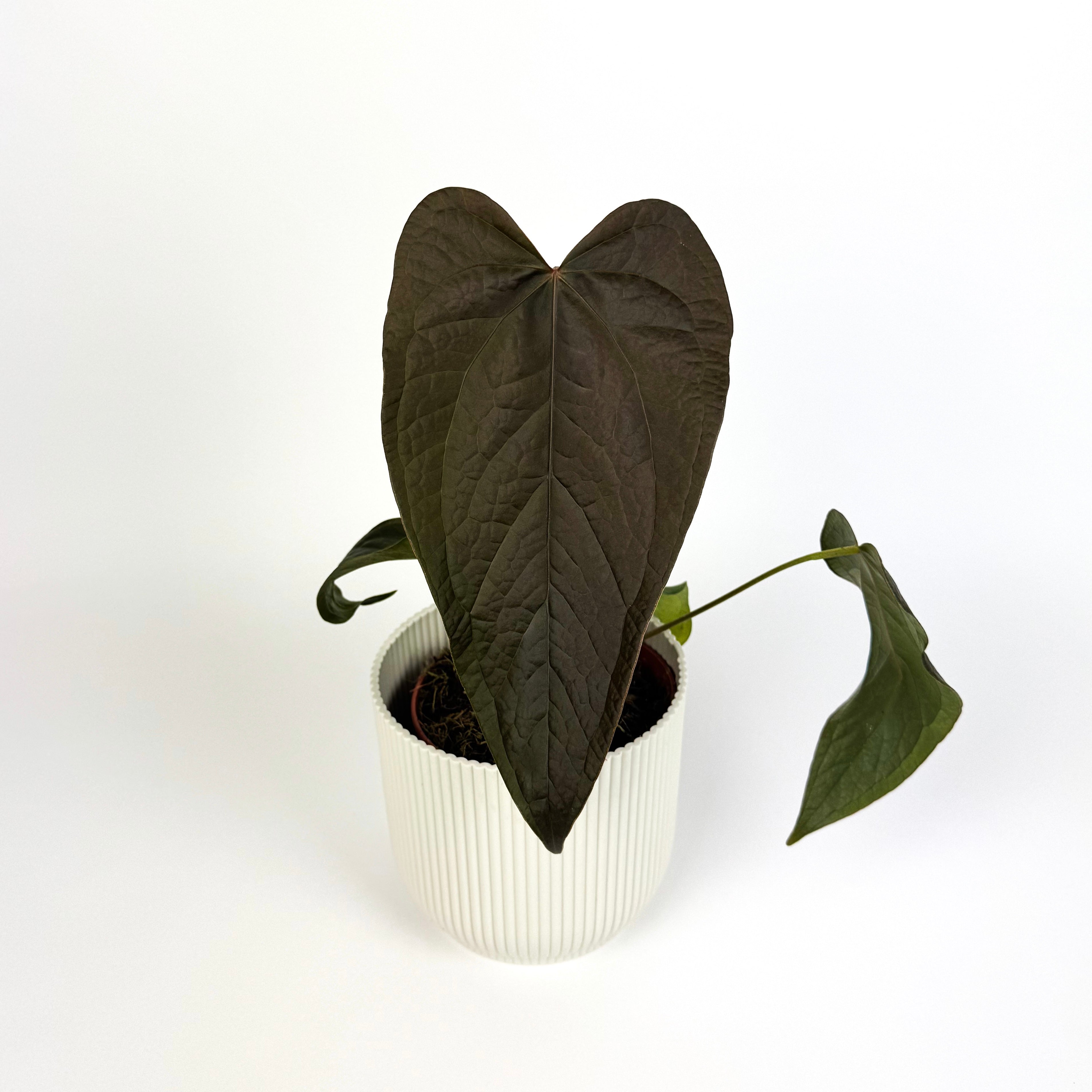 anthurium bosworth beauty Anthurium Queen Of Hearts Houseplant – OH SO Floral