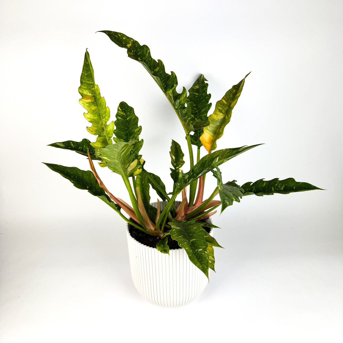 Large Philodendron Narrow Ring Of Fire Houseplant