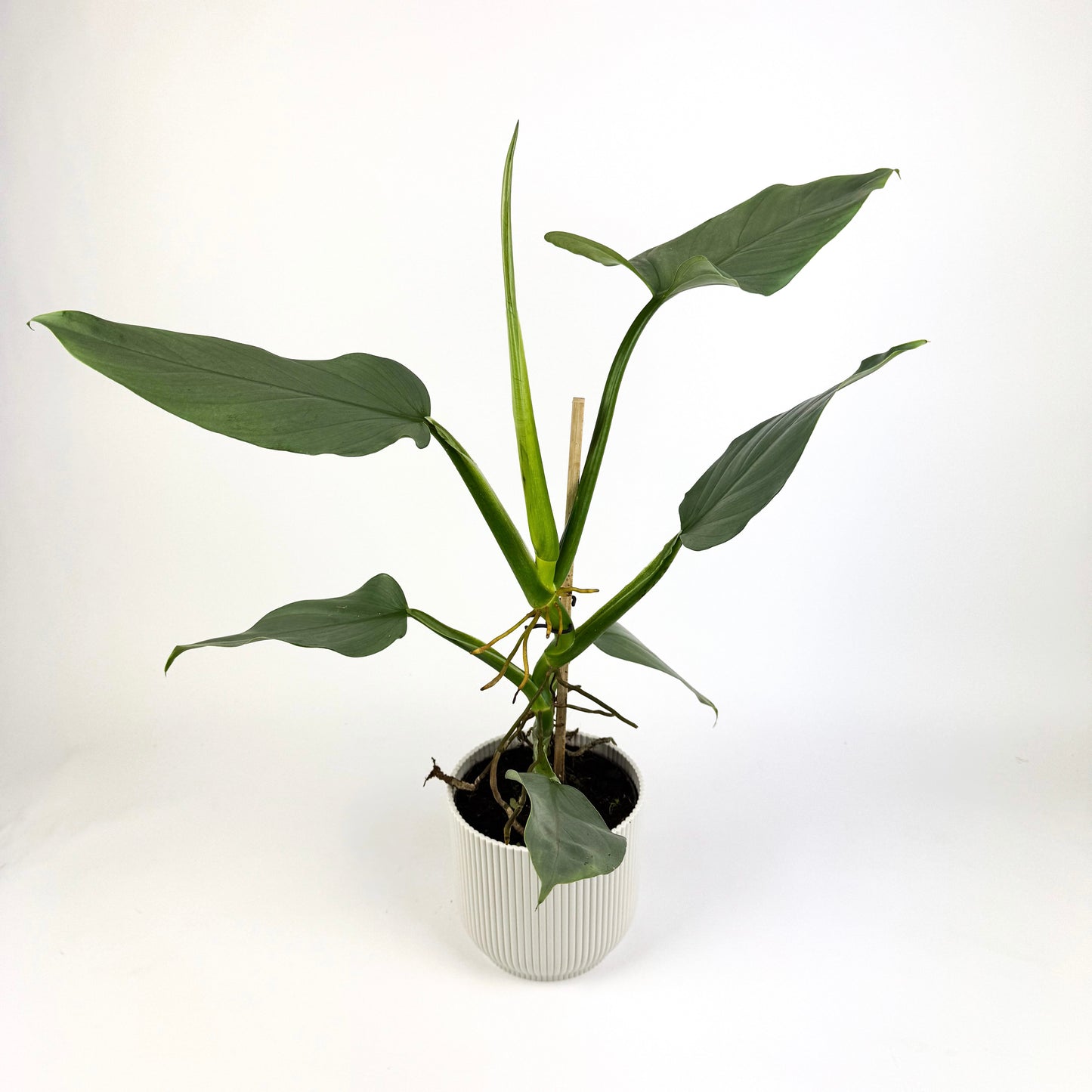 Philodendron Silver Queen Houseplant