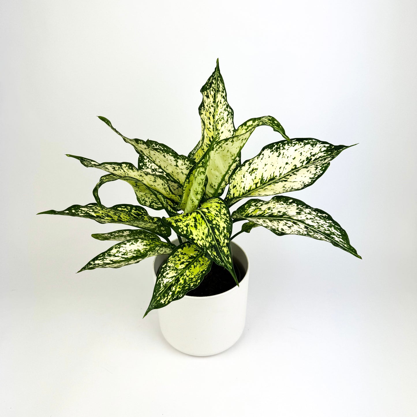Aglaonema Snow White 12cm Houseplant