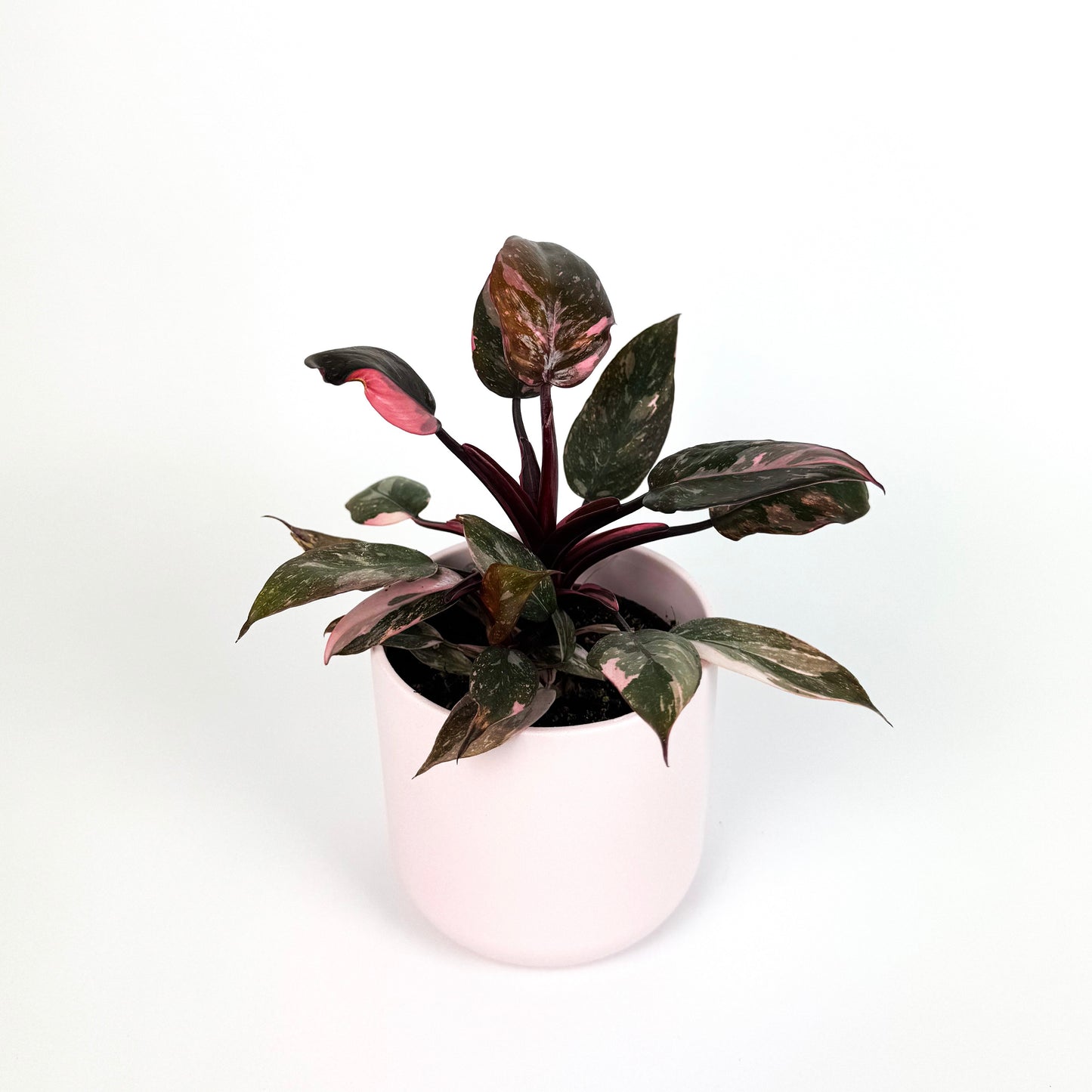 Philodendron Pink Princess Marble 12cm Houseplant