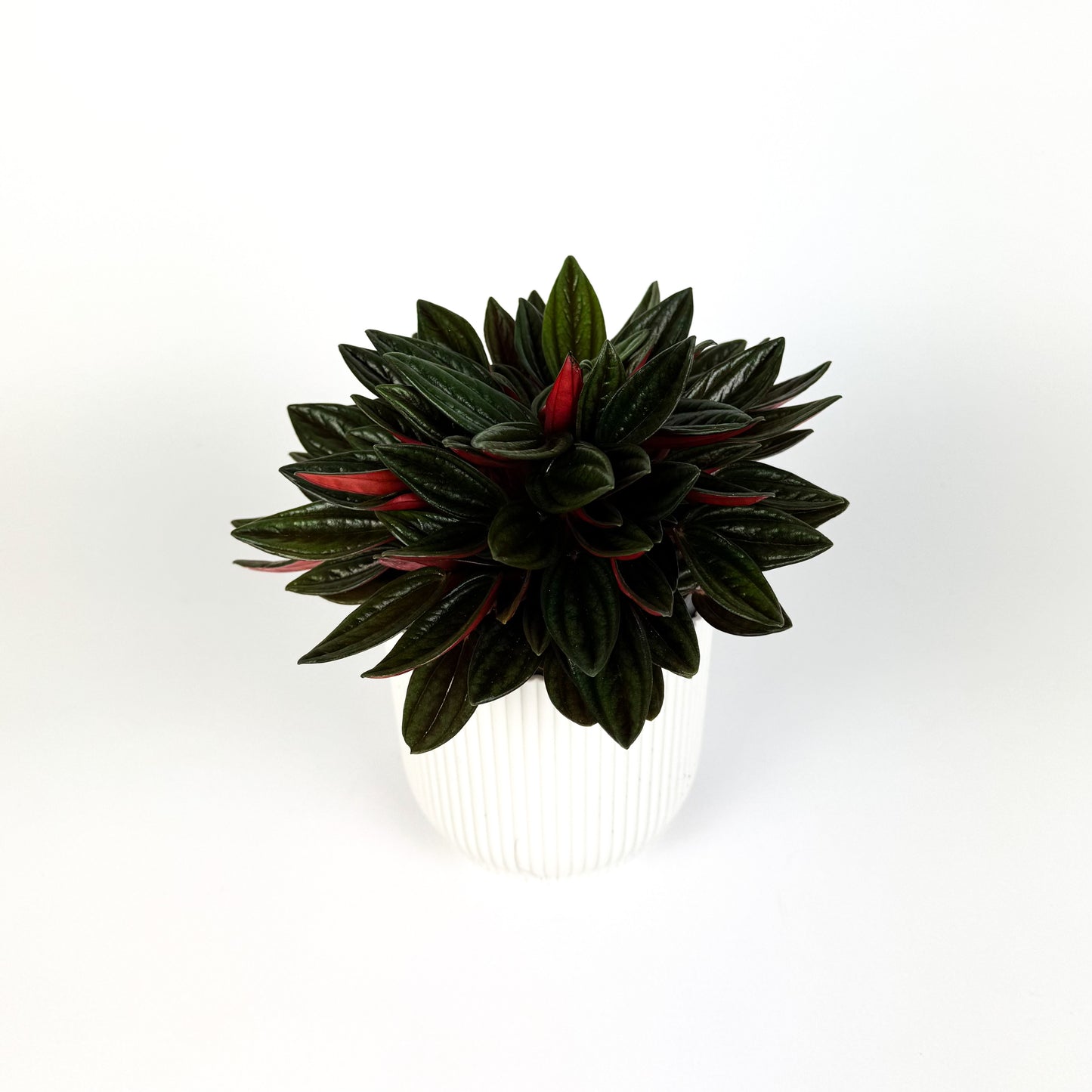 Peperomia Rosso Houseplant